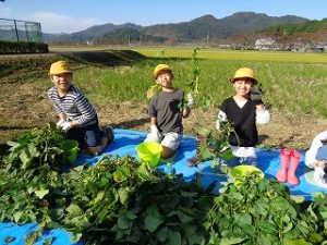 ３・４年生黒枝豆収穫
